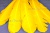 Декоративный Пучок из перьев, перо 23см/желтый - купить в Рубцовске. Цена: 12.19 руб.